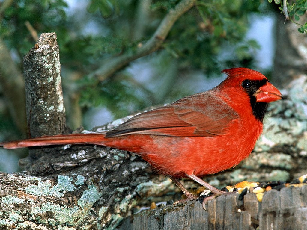 Red Cardinal